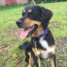 Blanding af racer Simba