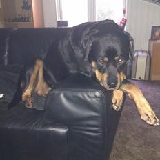 Rottweiler Von Hause Nomis Irina (Kikki)