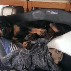 Rottweiler Von Hause Nomis Irina (Kikki)
