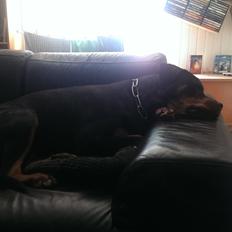 Rottweiler Von Hause Nomis Irina (Kikki)