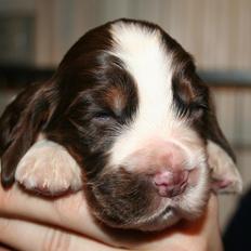 Cocker spaniel Bella 