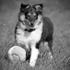 Shetland sheepdog Microgården's Zusie Q aka Esther
