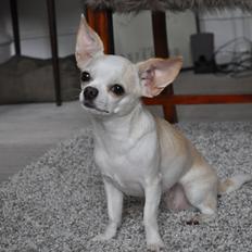 Chihuahua Dee Kay Excellent Eja (Minnie)