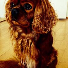 Cavalier king charles spaniel Charlie