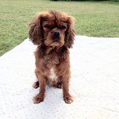 Cavalier king charles spaniel Charlie