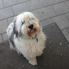 Polski owczarek nizinny Pjuske