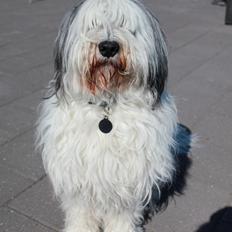 Polski owczarek nizinny Pjuske