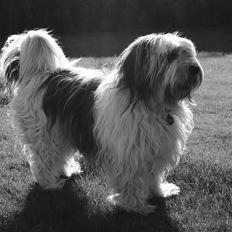 Polski owczarek nizinny Pjuske