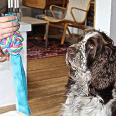 Engelsk springer spaniel Baloo *R.I.P*
