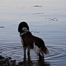 Engelsk springer spaniel Baloo *R.I.P*