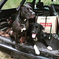 Blanding af racer Shaggie (himmelhund<3)