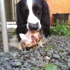 Field Trial Springer Spaniel rex