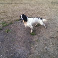 Field Trial Springer Spaniel rex