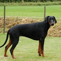 Dobermann Flottenheimer Perle