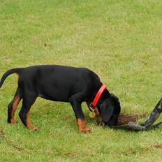 Dobermann Flottenheimer Perle