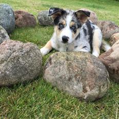 Blanding af racer Ellie