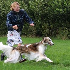 Borzoi Rotteberg aka Rotte