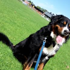 Berner sennenhund Balou