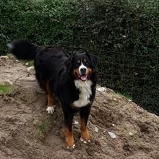 Berner sennenhund Balou