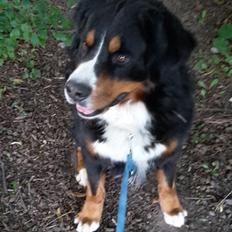 Berner sennenhund Balou