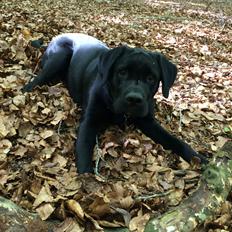 Blanding af racer Balou