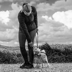 Løwchen Felix *Lions of Denmark Gipsy in gold*