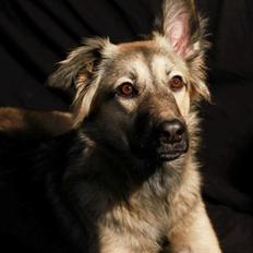 Blanding af racer Prize