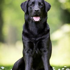 Labrador retriever Sansa (Black Pearls of Mainhatten Zanna Lee)