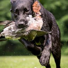 Labrador retriever Sansa (Black Pearls of Mainhatten Zanna Lee)