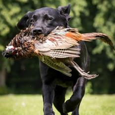 Labrador retriever Sansa (Black Pearls of Mainhatten Zanna Lee)