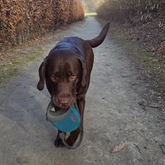 Labrador retriever Ella