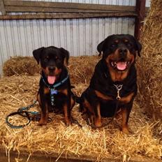 Rottweiler Djengis