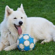 Hvid Schweizisk Hyrdehund Quatro