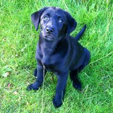 Blanding af racer Chelsea