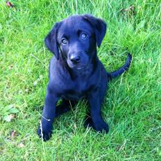 Blanding af racer Chelsea