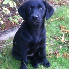 Blanding af racer Chelsea