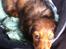 Gravhund Cosmo <3