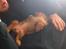 Gravhund Cosmo <3