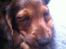 Gravhund Cosmo <3