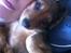Gravhund Cosmo <3