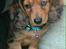 Gravhund Cosmo <3