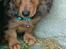 Gravhund Cosmo <3