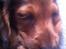 Gravhund Cosmo <3