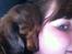 Gravhund Cosmo <3