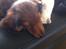 Gravhund Cosmo <3