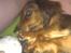 Gravhund Cosmo <3