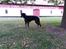Dobermann Raphaels Fleur R.I.P <3