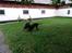 Dobermann Raphaels Fleur R.I.P <3