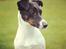 Glathåret foxterrier  blanding NOVA