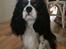 Cavalier king charles spaniel Cassiopeia Cavaliers Great Gatsby "Anton" <3